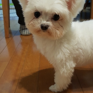 エメちゃん  ひとなつっこい♀