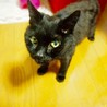 タマちゃん 女の子　黒猫　 サムネイル1