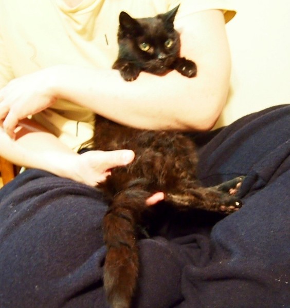 タマちゃん 女の子　黒猫　 サムネイル2