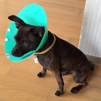 ルパン