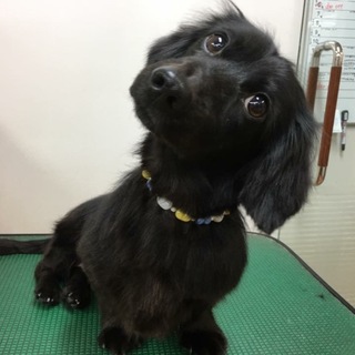 全身真っ黒の人懐こいドラくん☆譲渡範囲要確認