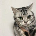 アメリカンショートヘア♀2匹います