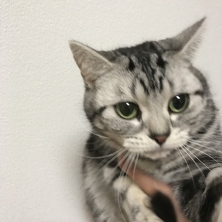 アメリカンショートヘア♀2匹います