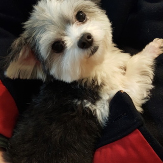 コルちゃん ひとなつっこい♂