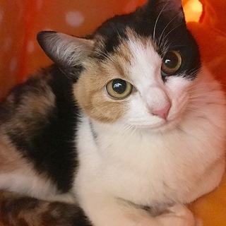 そっと添い寝の三毛猫「キリちゃん」