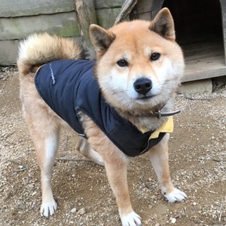 柴犬気質のてっちゃん！