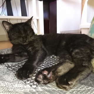 「のりたま」君になりました♪