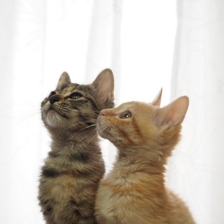 可愛いサビキジちゃん❤️2.5ヶ月