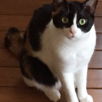 メイ