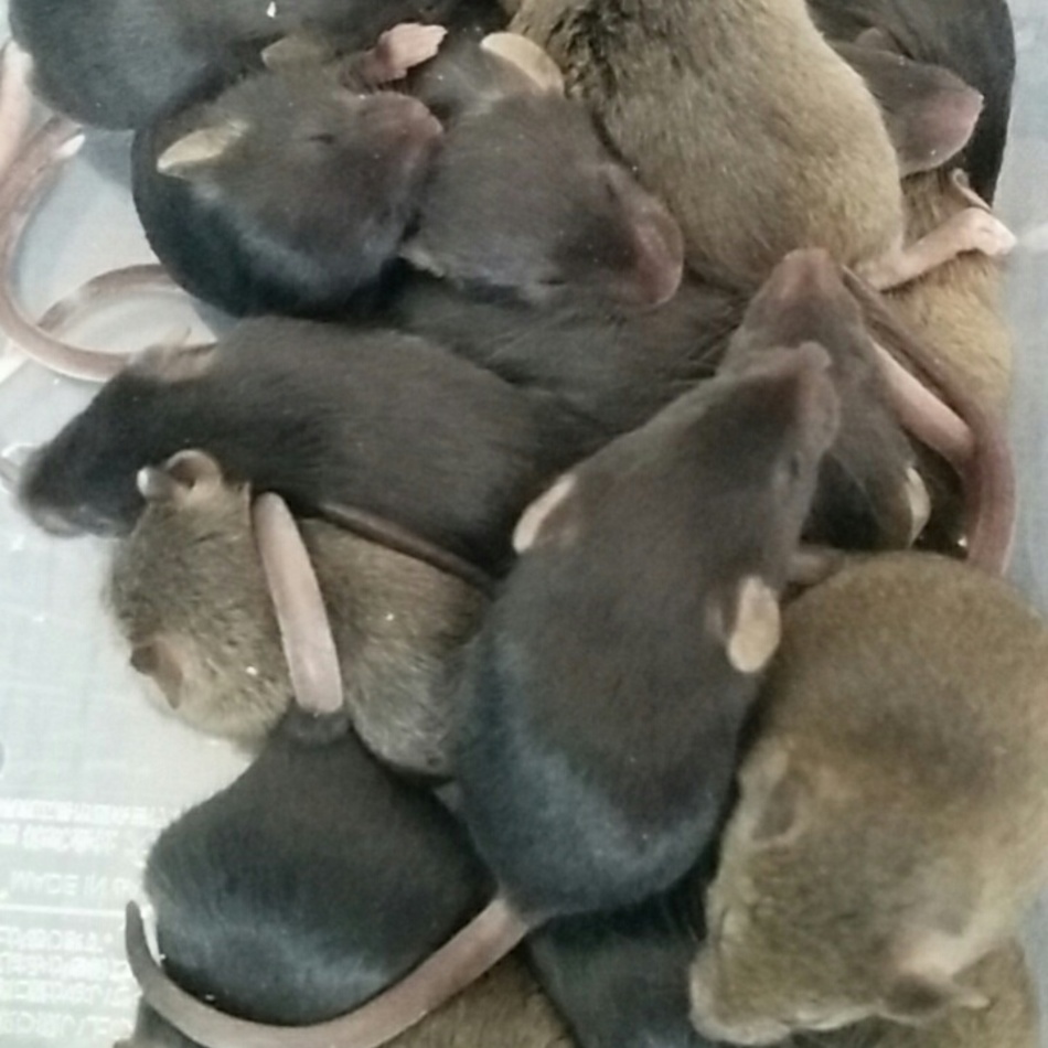 赤ちゃんマウスのカバー写真