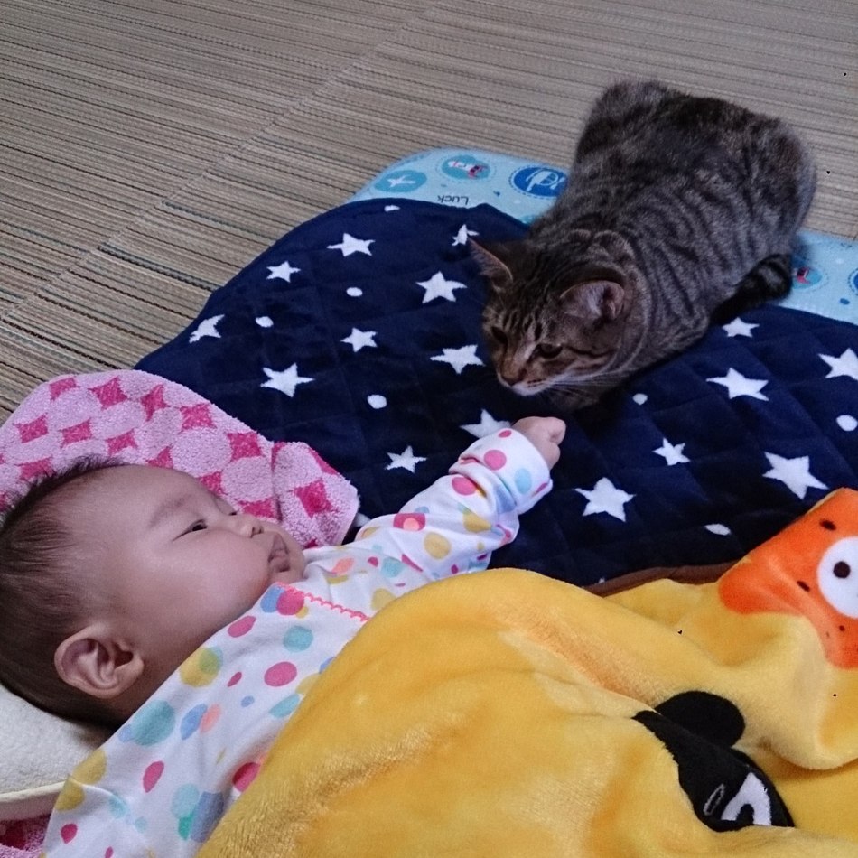 ハルのカバー写真