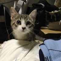 ココ