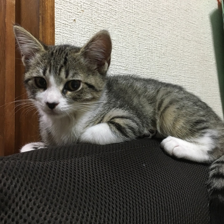 ココのカバー写真