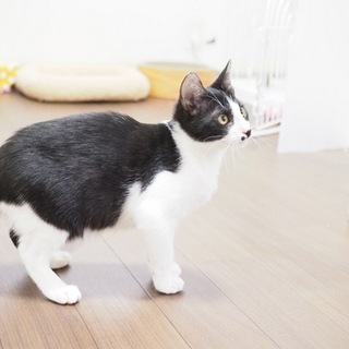 保健所からレスキューしたハチワレのたぁちゃん