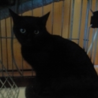 おとなしい黒ちゃん