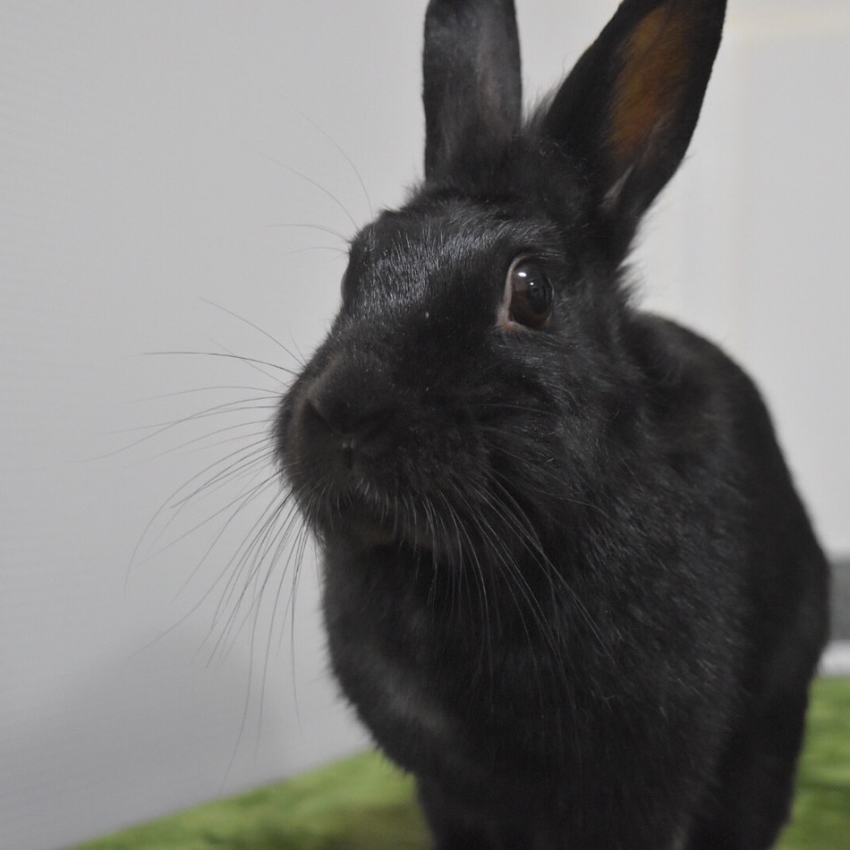 蓬さんのカバー写真