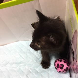 甘えん坊の黒子猫 