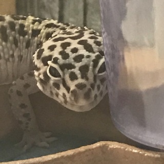 ヒョウモントカゲモドキ