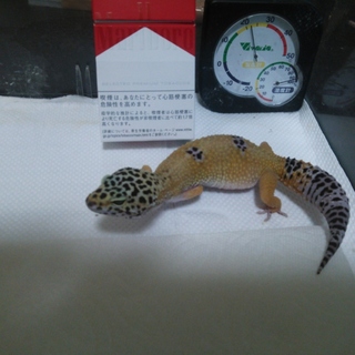 ヒョウモントカゲモドキ（ハイポタンジェリン）