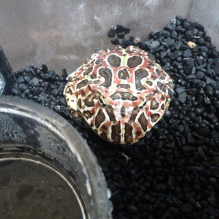 ベルツノカエル