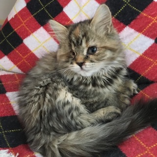 ブリーダー放棄のスコティッシュさん