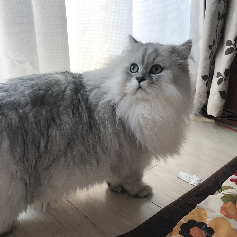 ププのカバー写真