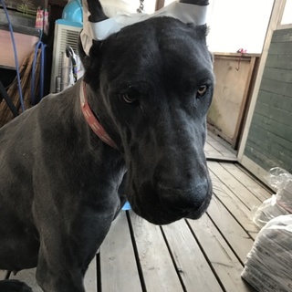 グレートデーン ブラック♀
