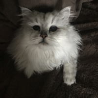 ナナ