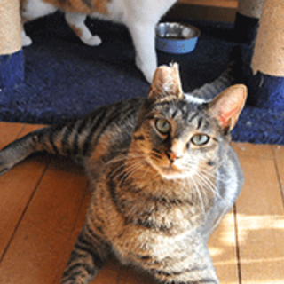 TNRで保護した子