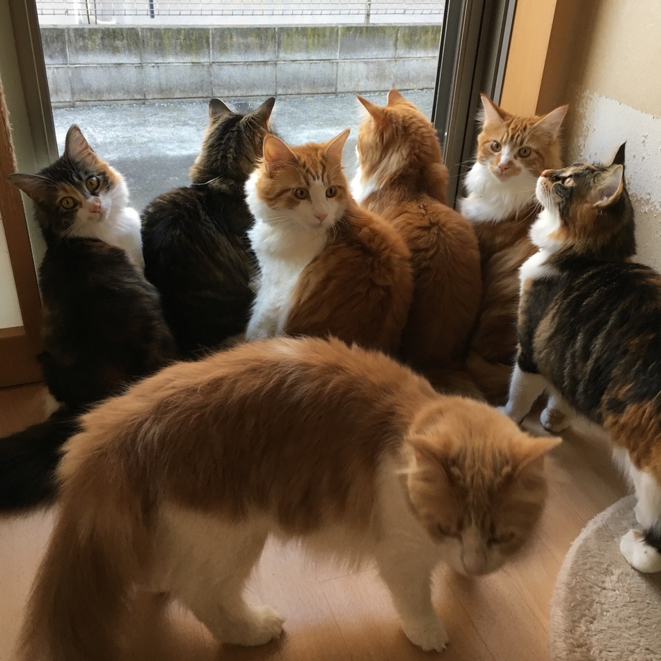 茶々丸のカバー写真