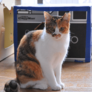 TNRで保護した子