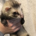 【フェレット♀】締め切ります。