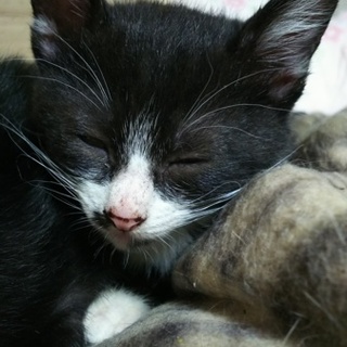 寂しがりやのハチワレちゃん