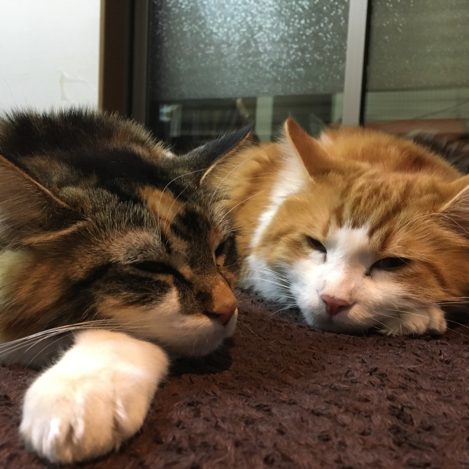 蘭丸のカバー写真