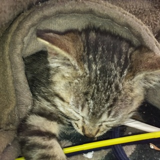 可愛いキジちゃん