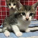至急！！！2ヵ月半くらいの子猫里親募集