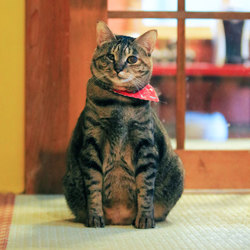 猫のなんでも相談会(予約不要、参加無料)