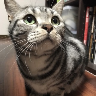 【急募】里親募集 〜アメショ2歳オス〜