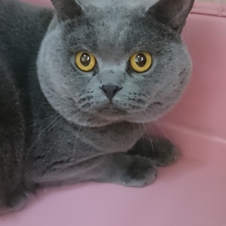 ブリティッシュS★ポン吉君★男の子3歳