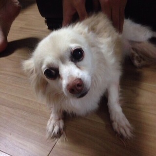 チワワとダックスのミックスです