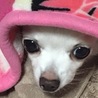 あきちょ仔