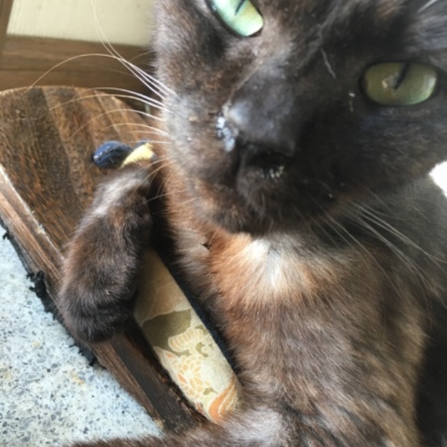 あきちょ仔のカバー写真
