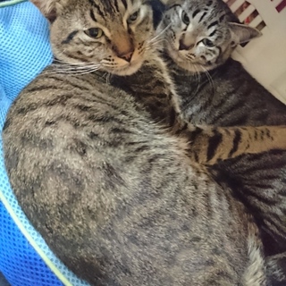 里親さん決まりました