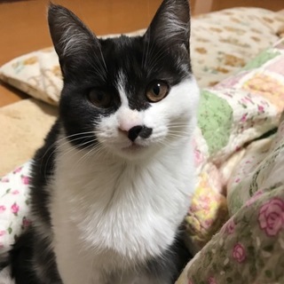 白黒子猫の里親募集！