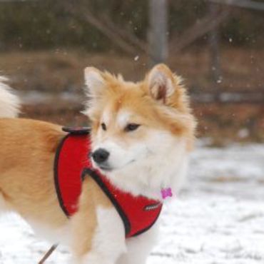 雪の降るドッグランにて・・・❄　（里親募集中の郁ちゃん、推定11か月）