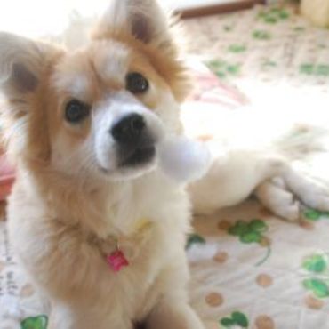 口の綿で悪戯がバレバレ(´艸｀*)（里親募集中の舞ちゃん推定7ヶ月）