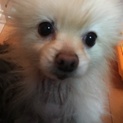 人懐こいポメラニアン