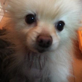 人懐こいポメラニアン
