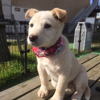 仔犬の幸多郎君