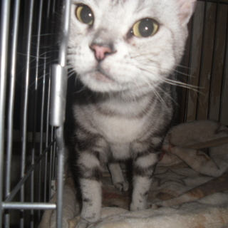 家族の一員として大事に飼ってくださる方